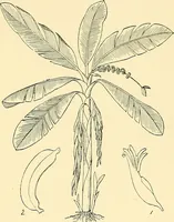 An illustration from The textile industries : a practical guide to fibres, yarns & fabrics in every branch of textile manufacture, including preparation of fibres, spinning, doubling, designing, weaving, bleaching, printing, dyeing and finishing (1910)