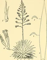 An illustration from The textile industries : a practical guide to fibres, yarns & fabrics in every branch of textile manufacture, including preparation of fibres, spinning, doubling, designing, weaving, bleaching, printing, dyeing and finishing (1910)