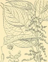 An illustration from The textile industries : a practical guide to fibres, yarns & fabrics in every branch of textile manufacture, including preparation of fibres, spinning, doubling, designing, weaving, bleaching, printing, dyeing and finishing (1910)