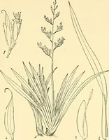 An illustration from The textile industries : a practical guide to fibres, yarns & fabrics in every branch of textile manufacture, including preparation of fibres, spinning, doubling, designing, weaving, bleaching, printing, dyeing and finishing (1910)