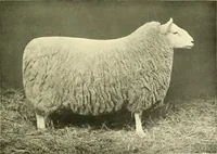 An illustration from The textile industries : a practical guide to fibres, yarns & fabrics in every branch of textile manufacture, including preparation of fibres, spinning, doubling, designing, weaving, bleaching, printing, dyeing and finishing (1910)