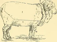 An illustration from The textile industries : a practical guide to fibres, yarns & fabrics in every branch of textile manufacture, including preparation of fibres, spinning, doubling, designing, weaving, bleaching, printing, dyeing and finishing (1910)