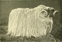 An illustration from The textile industries : a practical guide to fibres, yarns & fabrics in every branch of textile manufacture, including preparation of fibres, spinning, doubling, designing, weaving, bleaching, printing, dyeing and finishing (1910)