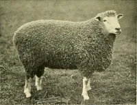 An illustration from The textile industries : a practical guide to fibres, yarns & fabrics in every branch of textile manufacture, including preparation of fibres, spinning, doubling, designing, weaving, bleaching, printing, dyeing and finishing (1910)