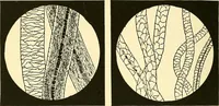 An illustration from The textile industries : a practical guide to fibres, yarns & fabrics in every branch of textile manufacture, including preparation of fibres, spinning, doubling, designing, weaving, bleaching, printing, dyeing and finishing (1910)