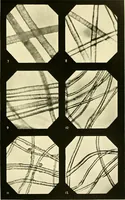 An illustration from The textile industries : a practical guide to fibres, yarns & fabrics in every branch of textile manufacture, including preparation of fibres, spinning, doubling, designing, weaving, bleaching, printing, dyeing and finishing (1910)