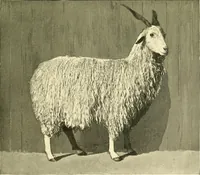 An illustration from The textile industries : a practical guide to fibres, yarns & fabrics in every branch of textile manufacture, including preparation of fibres, spinning, doubling, designing, weaving, bleaching, printing, dyeing and finishing (1910)