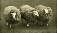 An illustration from The textile industries : a practical guide to fibres, yarns & fabrics in every branch of textile manufacture, including preparation of fibres, spinning, doubling, designing, weaving, bleaching, printing, dyeing and finishing (1910)