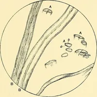 An illustration from The textile industries : a practical guide to fibres, yarns & fabrics in every branch of textile manufacture, including preparation of fibres, spinning, doubling, designing, weaving, bleaching, printing, dyeing and finishing (1910)