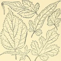 An illustration from The textile industries : a practical guide to fibres, yarns & fabrics in every branch of textile manufacture, including preparation of fibres, spinning, doubling, designing, weaving, bleaching, printing, dyeing and finishing (1910)