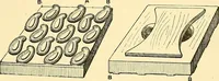 Picture 2 of 54 from The textile industries : a practical guide to fibres, yarns & fabrics in every branch of textile manufacture, including preparation of fibres, spinning, doubling, designing, weaving, bleaching, printing, dyeing and finishing (1910), leaf 20