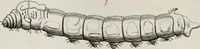 An illustration from The textile manufactures of the ancients : embracing the history of silk, linen, cotton, wool, and other fibrous substances : deduced from Yate's [sic] Textrinum antiquorum, and other authentic sources (1873)