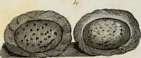 Picture 5 of 20 from The textile manufactures of the ancients : embracing the history of silk, linen, cotton, wool, and other fibrous substances : deduced from Yate's [sic] Textrinum antiquorum, and other authentic sources (1873), leaf 153
