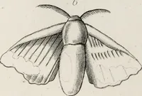 An illustration from The textile manufactures of the ancients : embracing the history of silk, linen, cotton, wool, and other fibrous substances : deduced from Yate's [sic] Textrinum antiquorum, and other authentic sources (1873)