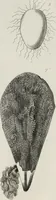 An illustration from The textile manufactures of the ancients : embracing the history of silk, linen, cotton, wool, and other fibrous substances : deduced from Yate's [sic] Textrinum antiquorum, and other authentic sources (1873)