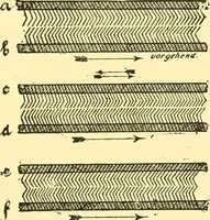 An illustration from Textile raw materials and their conversion into yarns : (the study of the raw materials and the technology of the spinning process) a text-book for textile, trade and higher technical schools, as also for self-instruction ; based upon the ordinary syllabus and curriculum of the Imperial and Royal Austrian weaving schools (1901)