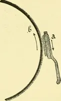 An illustration from Textile raw materials and their conversion into yarns : (the study of the raw materials and the technology of the spinning process) a text-book for textile, trade and higher technical schools, as also for self-instruction ; based upon the ordinary syllabus and curriculum of the Imperial and Royal Austrian weaving schools (1901)
