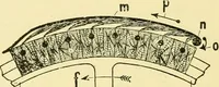 An illustration from Textile raw materials and their conversion into yarns : (the study of the raw materials and the technology of the spinning process) a text-book for textile, trade and higher technical schools, as also for self-instruction ; based upon the ordinary syllabus and curriculum of the Imperial and Royal Austrian weaving schools (1901)