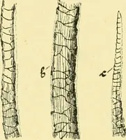 An illustration from Textile raw materials and their conversion into yarns : (the study of the raw materials and the technology of the spinning process) a text-book for textile, trade and higher technical schools, as also for self-instruction ; based upon the ordinary syllabus and curriculum of the Imperial and Royal Austrian weaving schools (1901)