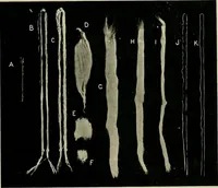 An illustration from Textiles (1922)