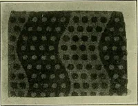 An illustration from Textiles (1922)