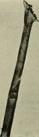An illustration from Textiles (1922)