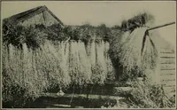 An illustration from Textiles (1916)