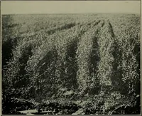 An illustration from Textiles (1916)