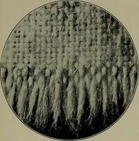 An illustration from Textiles (1916)