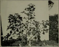 An illustration from Textiles (1916)