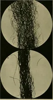 Picture 23 of 93 from Textiles (1910), leaf 125