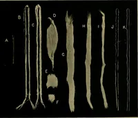 Picture 29 of 93 from Textiles (1910), leaf 144