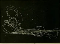 An illustration from Textiles (1910)