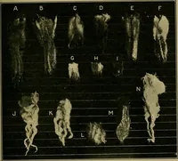 An illustration from Textiles (1910)