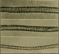 An illustration from Textiles (1910)