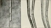 An illustration from Textiles and clothing, by Kate Heintz Watson.. (1907)