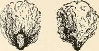 Picture 26 of 107 from Textiles and clothing, by Kate Heintz Watson.. (1907), leaf 45