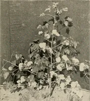 Picture 27 of 107 from Textiles and clothing, by Kate Heintz Watson.. (1907), leaf 46