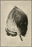 Picture 28 of 107 from Textiles and clothing, by Kate Heintz Watson.. (1907), leaf 47