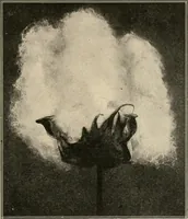 Picture 29 of 107 from Textiles and clothing, by Kate Heintz Watson.. (1907), leaf 48