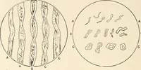 An illustration from Textiles and clothing, by Kate Heintz Watson.. (1907)