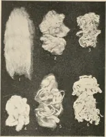 Picture 33 of 107 from Textiles and clothing, by Kate Heintz Watson.. (1907), leaf 51