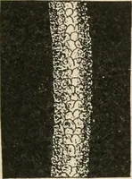 An illustration from Textiles and clothing, by Kate Heintz Watson.. (1907)