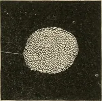An illustration from Textiles and clothing, by Kate Heintz Watson.. (1907)