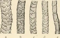 Picture 38 of 107 from Textiles and clothing, by Kate Heintz Watson.. (1907), leaf 55