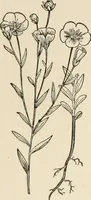 Picture 41 of 107 from Textiles and clothing, by Kate Heintz Watson.. (1907), leaf 58