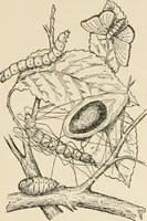 Picture 50 of 107 from Textiles and clothing, by Kate Heintz Watson.. (1907), leaf 70