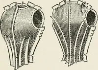 An illustration from Textiles and clothing, by Kate Heintz Watson (1914)