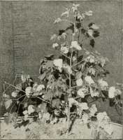 An illustration from Textiles and clothing, by Kate Heintz Watson (1914)