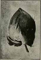 An illustration from Textiles and clothing, by Kate Heintz Watson (1914)